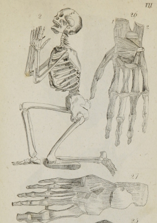 Dr. Judd, being a dedicated Christian, chose a familiar pose for the skeleton illustration in his medical textbook.